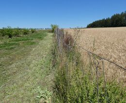 Výsadba krajinných prvků na hranicích pozemků - co vše je třeba zohlednit