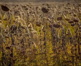 Když už se na ukrajinských polích podaří něco vypěstovat, nebude to jak uskladnit či exportovat