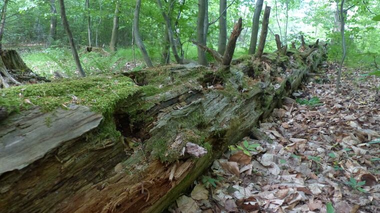 Další místo pro prales – Ščúrnica je větší o 3,3 hektaru