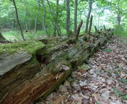 Další místo pro prales – Ščúrnica je větší o 3,3 hektaru