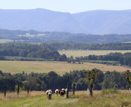 Biokráva s.r.o. – další zlatá medaile v programu Pestrá krajina 2025