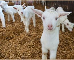 Zažijte kulturu mezi lány a pastvinami v rámci Farma Festu