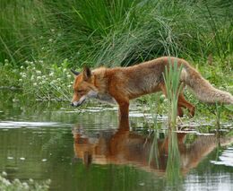 Předsedové KDU-ČSL, TOP 09 a ANO navrhli v rámci novely o ochraně přírody zakázat lov norováním