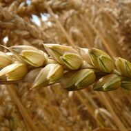 Aktuální cena pšenice farmářům nepokryje náklady, hrozí propad tržeb o miliardy