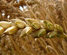 Pozvánka na demonstrační den na téma „Kontaminanty v potravinách a prostředí“