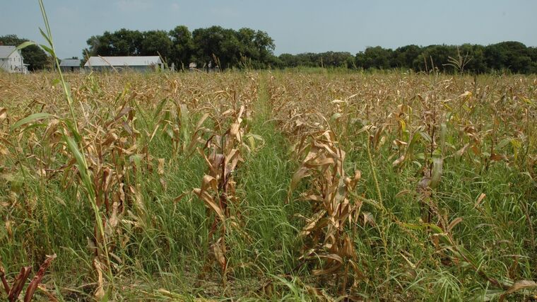 Američtí farmáři se děsí, co ještě přijde. A slíbená vládní pomoc pořád nikde
