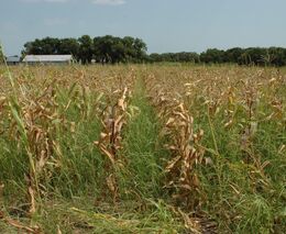 Američtí farmáři se děsí, co ještě přijde. A slíbená vládní pomoc pořád nikde