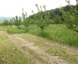 MENDELU: Na distribuci pesticidů v krajině má vliv jak hospodaření, tak druh přírodního stanoviště
