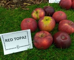 Ovocnářův rok – září a říjen (podzim)