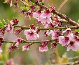 Ovocné stromy opět spálené mrazem: klimatickou změnu musíme brát vážně