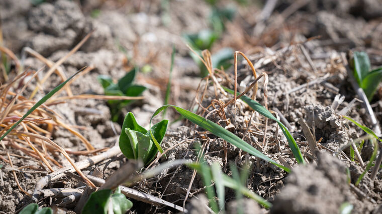 Průzkum: Zájem veřejnosti i farmářů o regenerativní zemědělství v ČR roste 