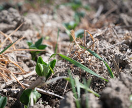 Průzkum: Zájem veřejnosti i farmářů o regenerativní zemědělství v ČR roste 