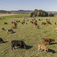 Pestrá krajina už poosmé: Ocenění pro farmáře, kteří hospodaří s respektem k přírodě