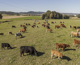 Týden v zemědělství podle Petra Havla – č. 6 