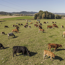 Pestrá krajina už poosmé: Ocenění pro farmáře, kteří hospodaří s respektem k přírodě