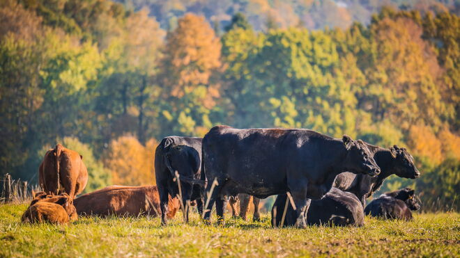 Ekologická farma Koňákov