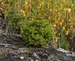 Přirozená obnova smrku na výsypkách je úspěšnější než technická rekultivace
