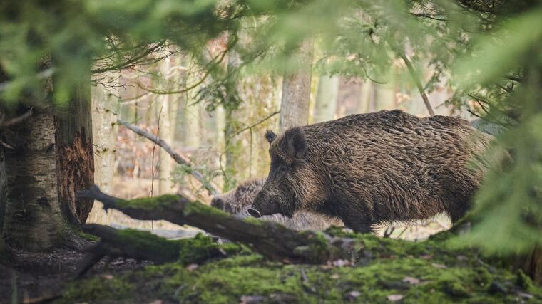 Ochranná pásma kvůli africkému moru prasat na Liberecku se opět rozšířila