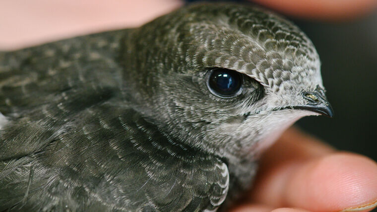 Valentýn pro zvířata v nouzi aneb láska v každé kačce
