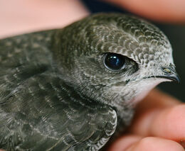 Valentýn pro zvířata v nouzi aneb láska v každé kačce