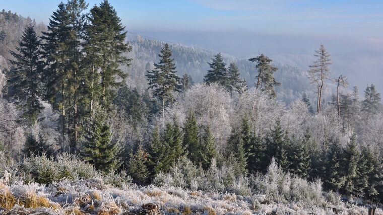 Využití metod dálkového průzkumu Země v lesnictví