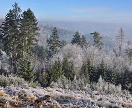 Využití metod dálkového průzkumu Země v lesnictví