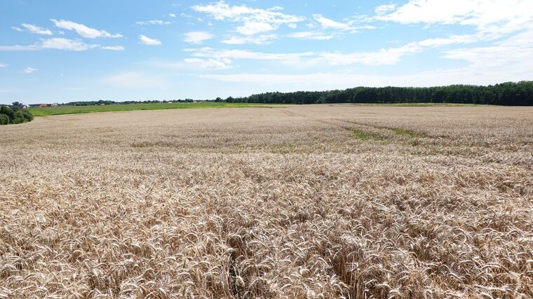 Ve středních Čechách začaly žně. Farmáři sklidili 41 pct ploch s ozimým ječmenem
