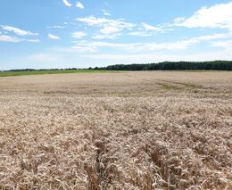 Ve středních Čechách začaly žně. Farmáři sklidili 41 pct ploch s ozimým ječmenem