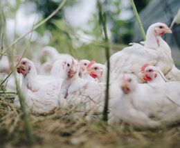 Přímý odbyt z farmy 