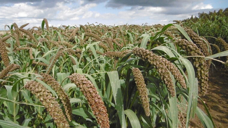 Ruzyňský bér budoucnosti vyklíčí i v suchu a chudé půdě