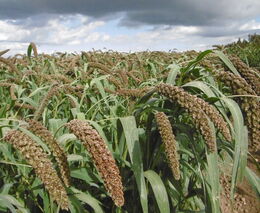 Ruzyňský bér budoucnosti vyklíčí i v suchu a chudé půdě