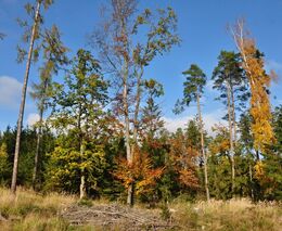 Genetická rozmanitost populací lesních dřevin zvyšuje schopnost přizpůsobit se klimatickým změnám