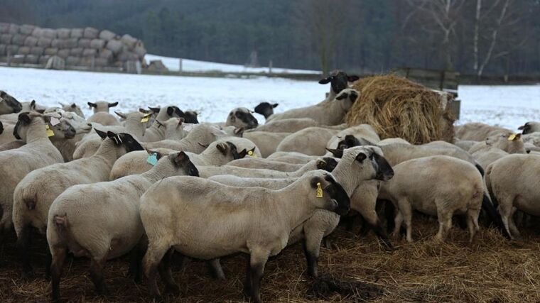 Máme připravený nový program podpory zejména malých farmářů, jejichž stáda ohrožují vlci