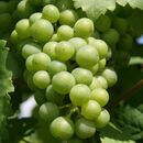 Seminář pro biovinaře