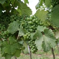 „Eroze už na našem vinohradu neprobíhá,“ říká vinař. Pomohlo mu vysetí „motýlího“ osiva