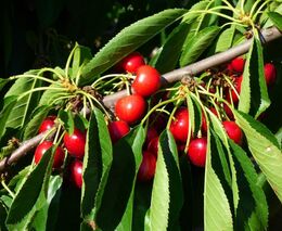 Pozvánka na výstavu „Rané odrůdy třešní“