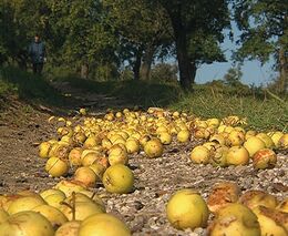 Vyšší pokuty za klamavé BIO. Nově budou hrozit až dva miliony