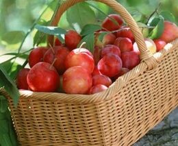 Sklizeň ovoce by mohla být nadprůměrná, bude dost švestek na slivovici 