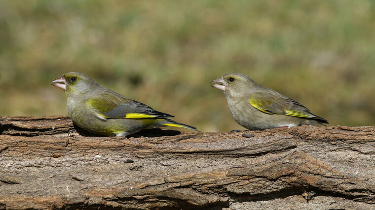 První výsledky vánočního kola Živé zahrady potvrzují postupné mizení zvonka zeleného