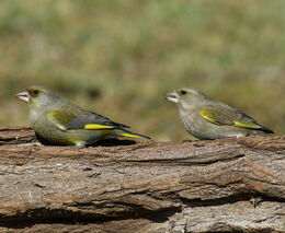 První výsledky vánočního kola Živé zahrady potvrzují postupné mizení zvonka zeleného