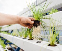 Dluhopisová skupina vzdala v krizi projekty nových akvaponických farem