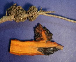 Zdravá půda – náš odkaz dalším generacím V