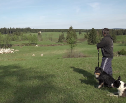 Beránek a vlk: film o soužití chovatelů a vlků bude nově dostupný online