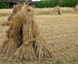 Žně jako v minulosti. V Drnholci sekali obilí kosou, ženy vázaly snopy