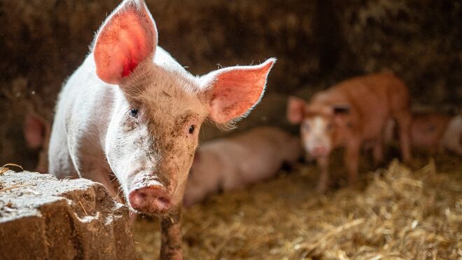 Farma rodiny Kuncovy