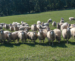 Rodinná farma Michlovka - zlatá medaile v programu Pestrá krajina 2022