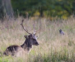 Nový zákon má změnit české lesy. „Zvěře je příliš,“ říkají vlastníci