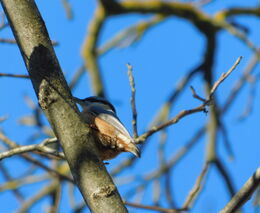 Ovocnářův rok – leden (zima)