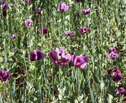 Pozvánka na Polní den ekologických pokusů