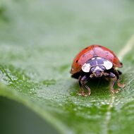 Výstava Sekora pod lupou odhalí tajemství hmyzí říše na Mendelově univerzitě